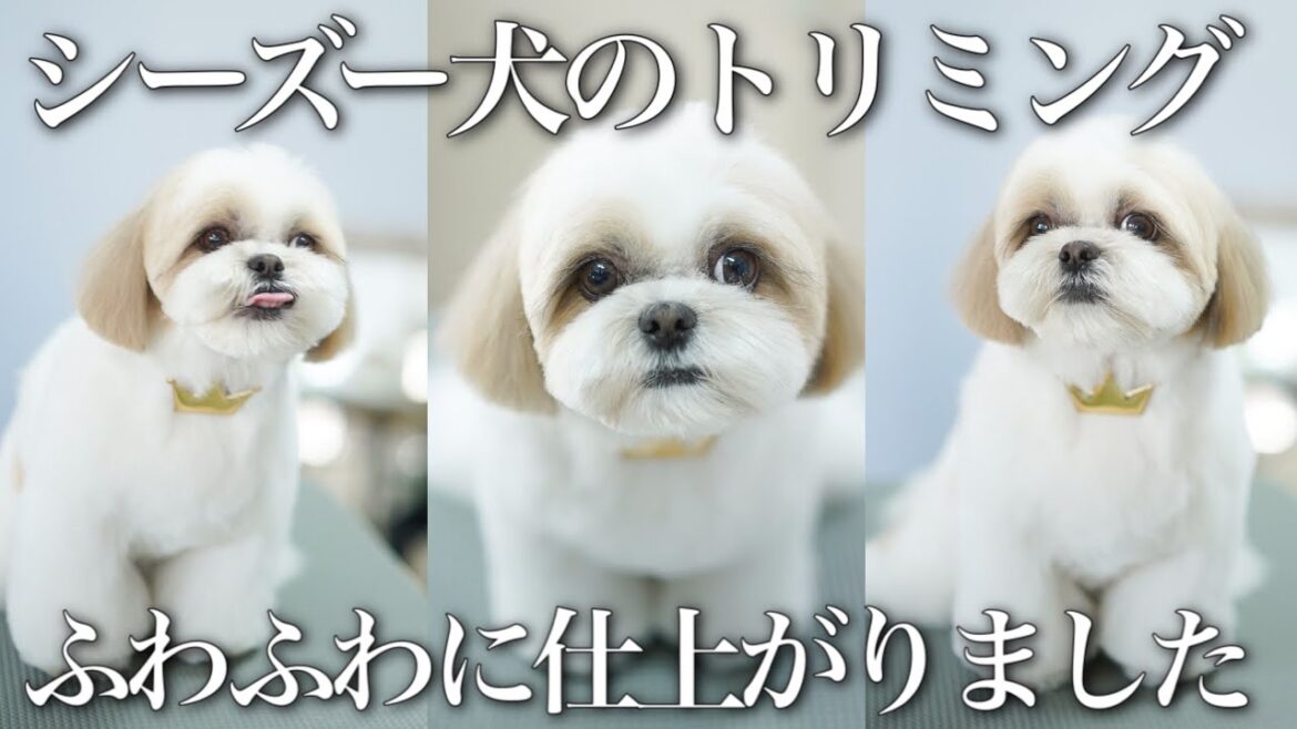 シーズー犬のトリミング♡はに丸のカットのポイント&カット中の様子も大公開！今回もまん丸シーズーになります！ / Shih Tzu is trimmed and very cute！