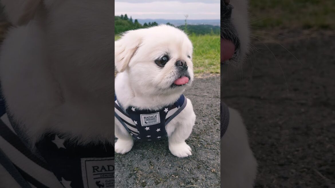 【ペキニーズ】相変わらずぺちゃんこ顔の愛犬