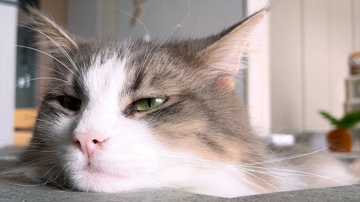 ノルウェージャンフォレストキャット-Norwegian Forest Cat -