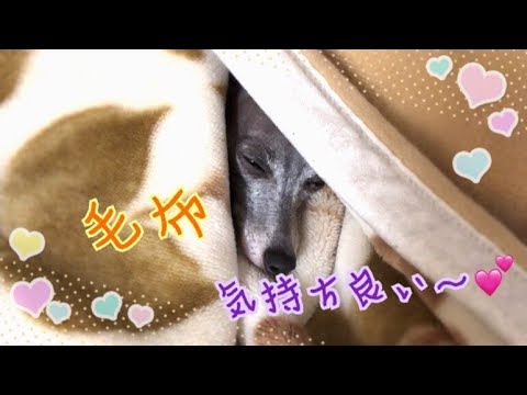 毛布の中でくつろぐイタリアングレーハウンド!だが、しかし・・・!!【チワワ&イタグレ】 毛布の中でくつろぐイタリアングレーハウンド!だが、しかし・・・!!【チワワ&イタグレ】