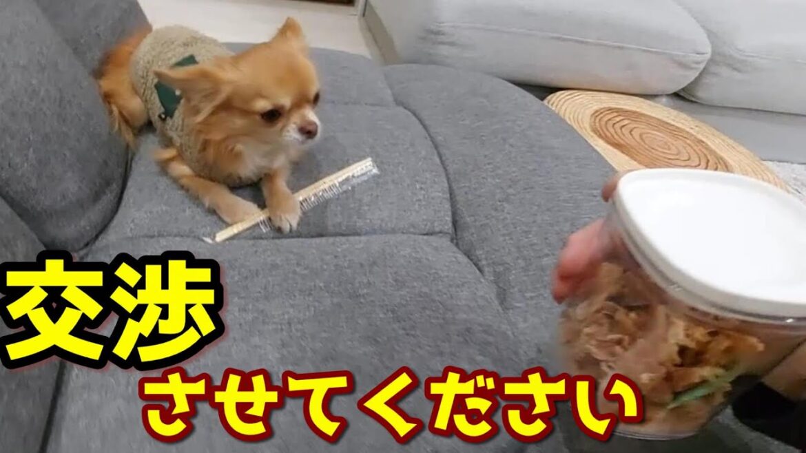 小さなショーケースにいたチワワはこんなイタズラを覚えました 小さなショーケースにいたチワワはこんなイタズラを覚えました