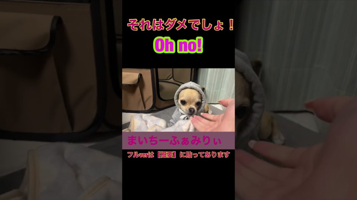 それはカミカミ駄目！『チワワのノア』 #犬のいる暮らし #shorts #chihuahua