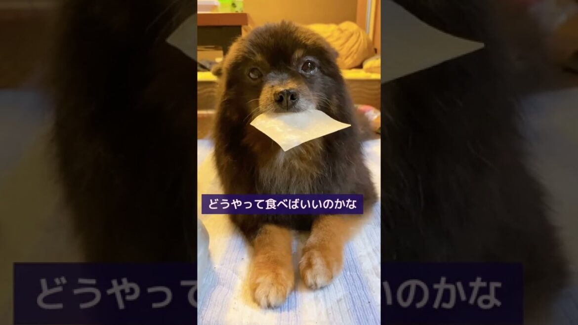 初めてのガム煎餅　#shorts #ポメラニアン #ブラタンポメ#dog #犬のいる暮らし #癒し