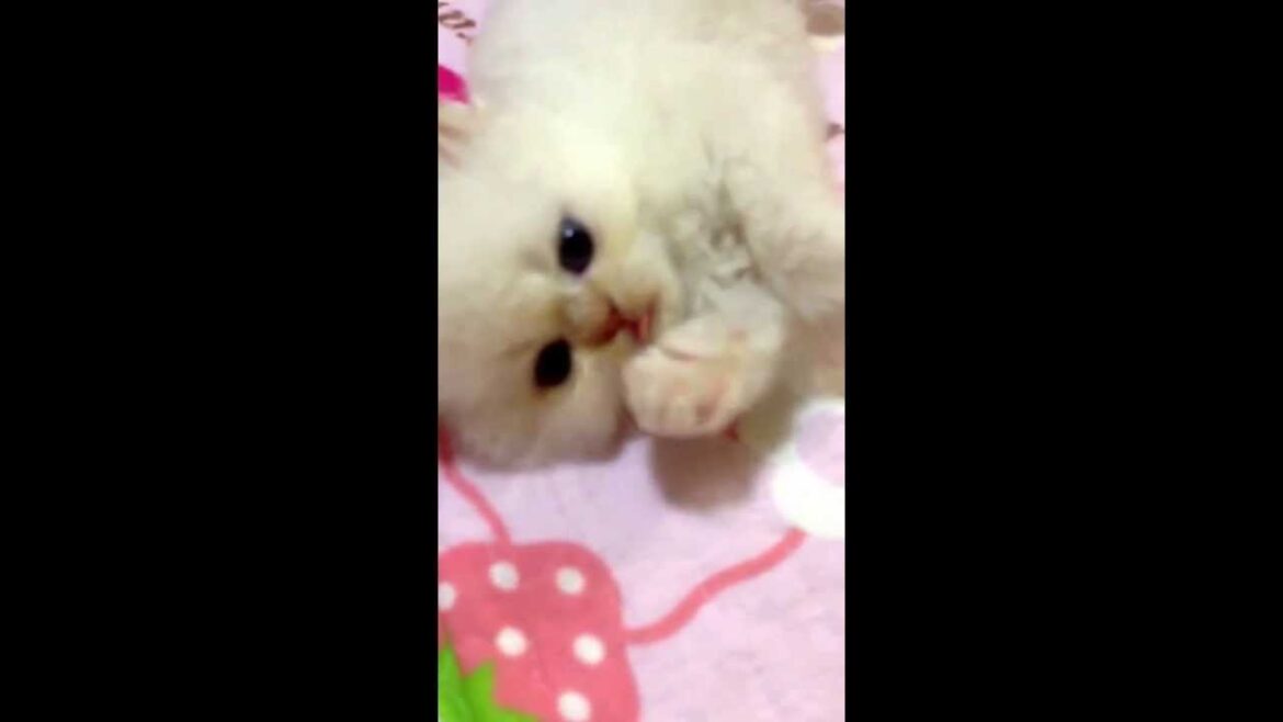 ヒマラヤンの男の子