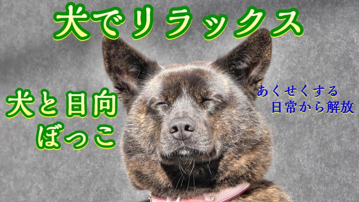 洗った後の日向ぼっこ- 甲斐犬いち 洗った後の日向ぼっこ- 甲斐犬いち