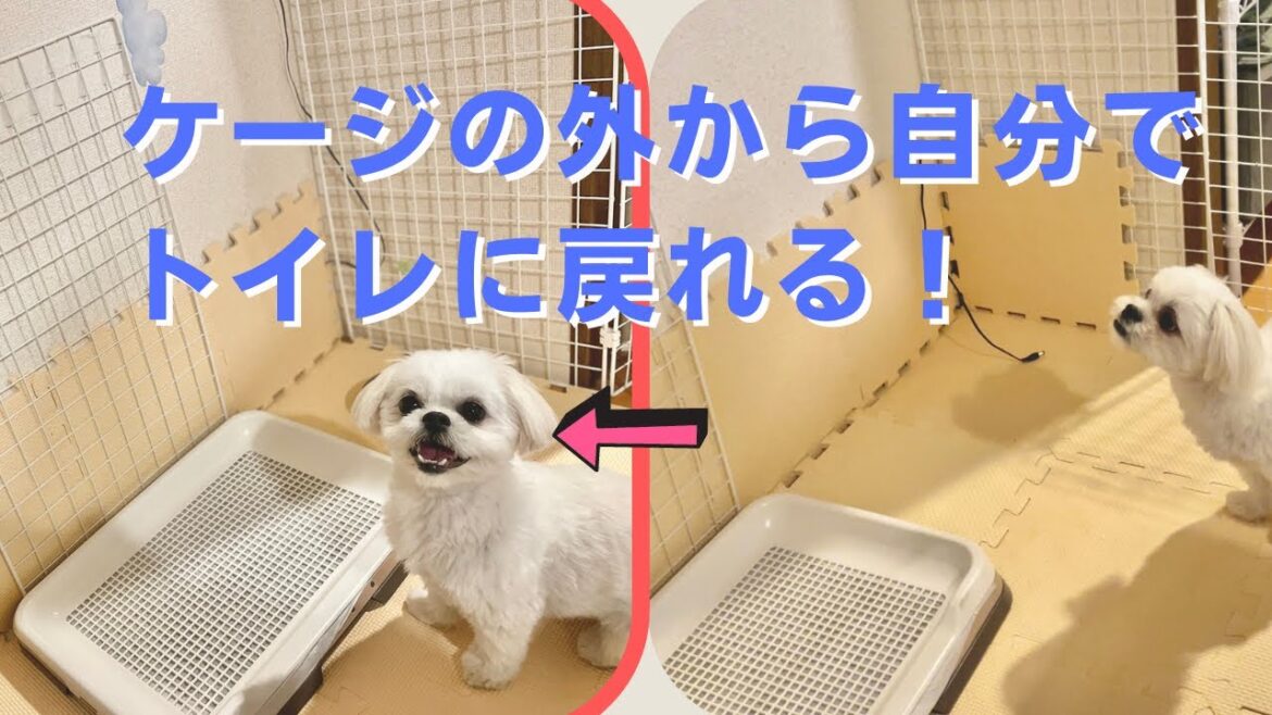 【トイレトレーニング】素人でもできた子犬(マルペキ)がケージの外から戻ってトイレする3つのステップ【マルチーズ×ペキニーズ 】