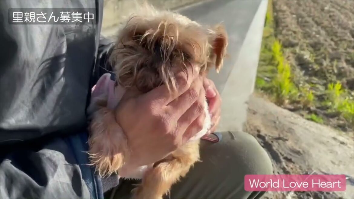 ブリュッセル・グリフォンの麗(うらら)くん