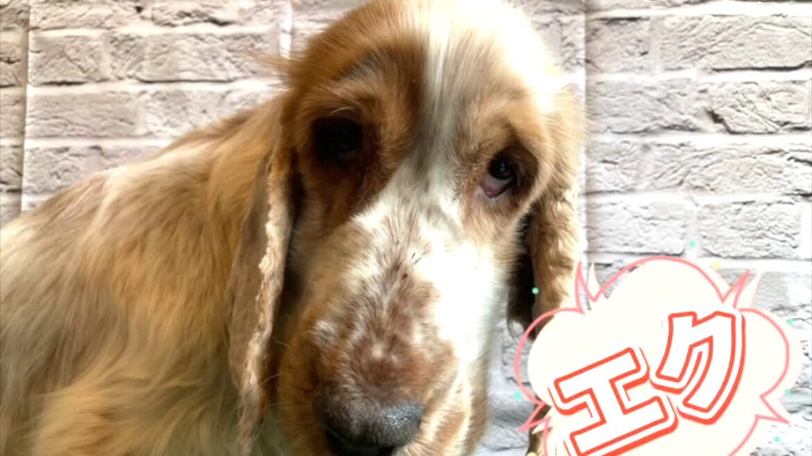 イングリッシュ・コッカー・スパニエル「エクちゃん」 【獣医師賛同型】里親募集サイトanifare(アニフェア)2021年01月25日 イングリッシュ・コッカー・スパニエル「エクちゃん」 【獣医師賛同型】里親募集サイトanifare(アニフェア)2021年01月25日