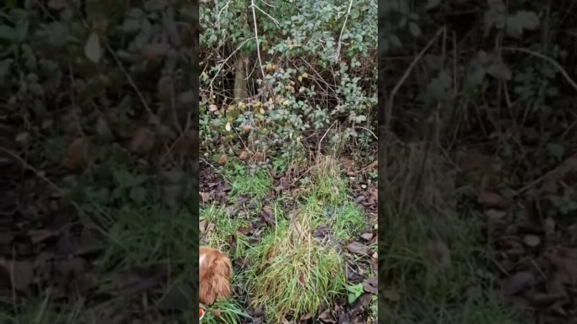 bécasse filmée au Sol