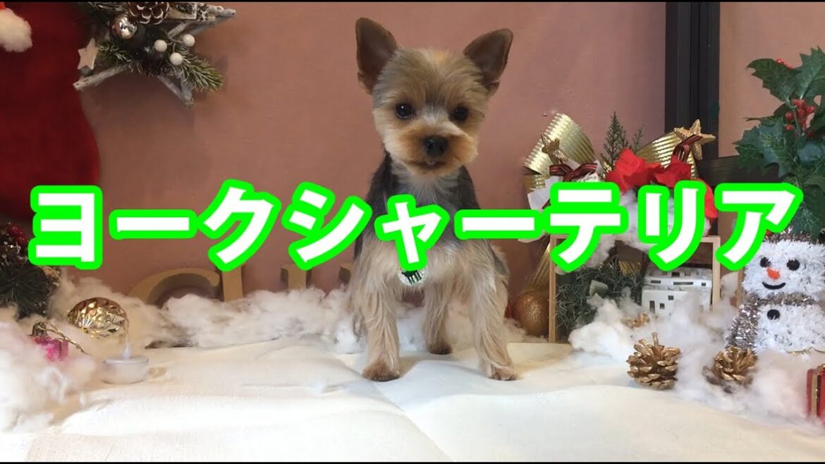 ヨークシャー・テリアのトリミング