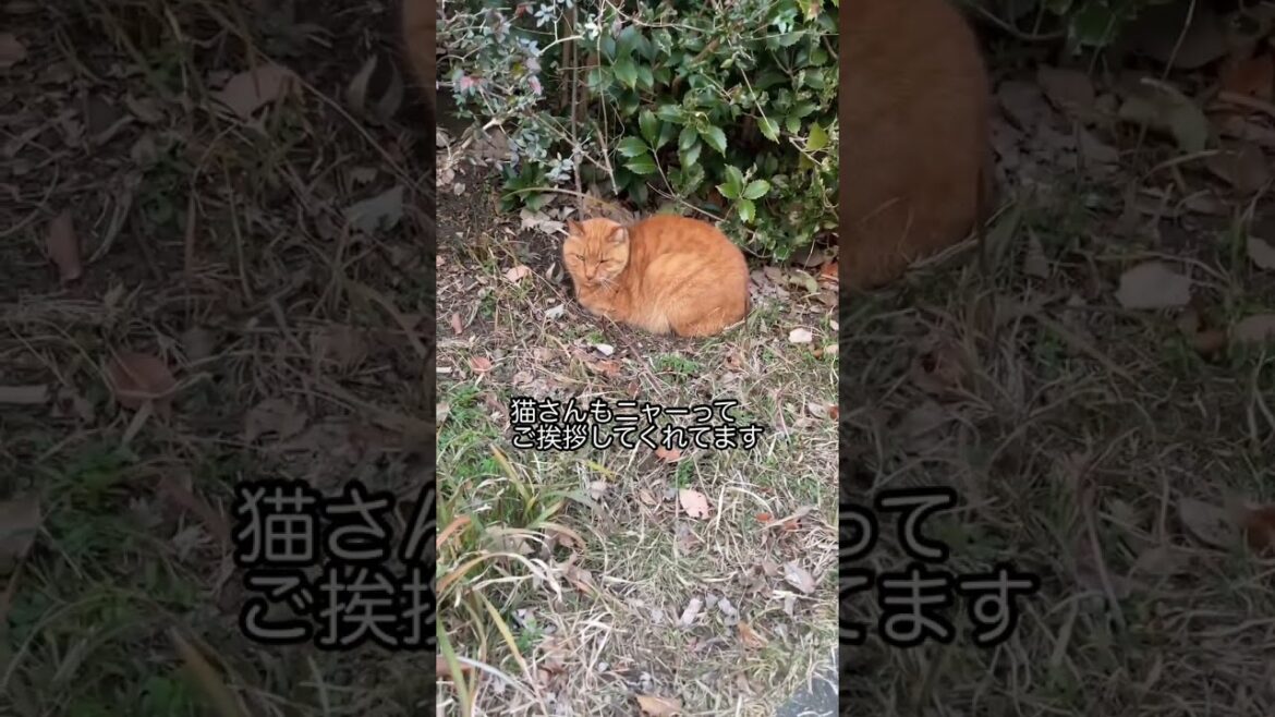 新春散歩 猫さんにご挨拶する犬 チワワ×シーズー #shorts 新春散歩 猫さんにご挨拶する犬 チワワ×シーズー #shorts