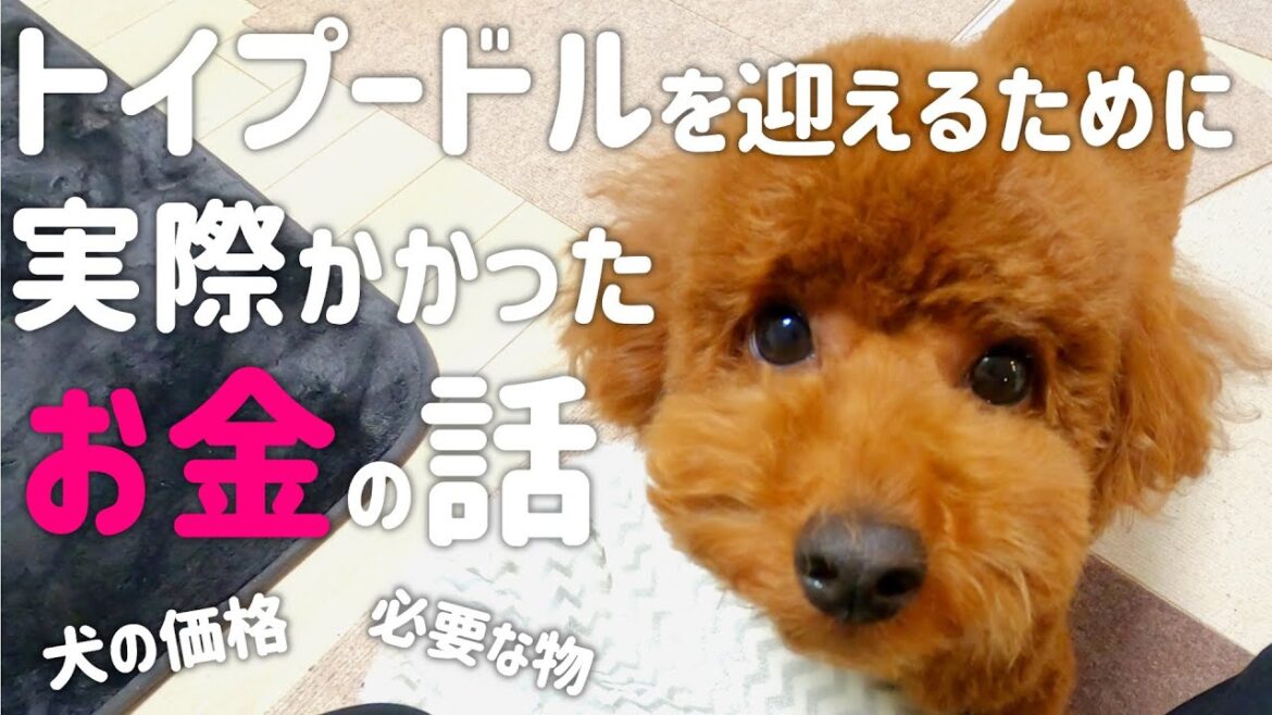 トイプードルを迎えるのにかかったお金！犬を飼う費用は最初にこれくらいかかりました。