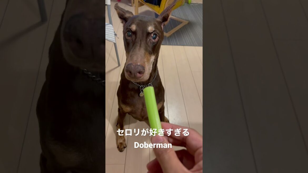 ヨダレが！セロリが大好物なDoberman ドーベルマン