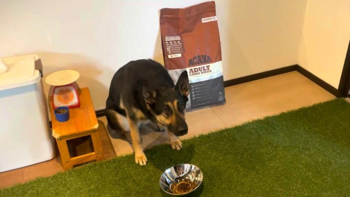食べたことないドッグフードを愛犬の目の前に置いたら…【シェパード】 食べたことないドッグフードを愛犬の目の前に置いたら…【シェパード】