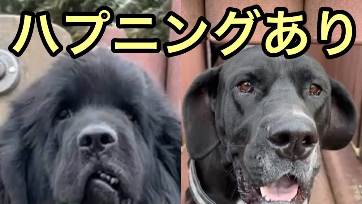 ハプニングあり⚠️ 超大型犬 ニューファンドランド ボス君 グレートデーン クィーンちゃん 大型犬 多頭飼育 渡辺ボス 犬好き 猫好き お散歩 犬とお出かけ