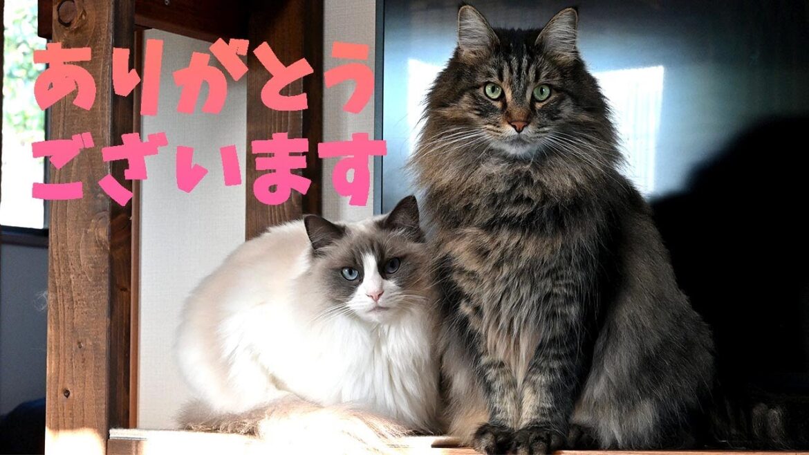 【お礼】お悔やみのお言葉、お気遣いありがとうございました！人工芝にすっかり慣れて走り周るラグドール、寛ぐメインクーンとサイベリアン！