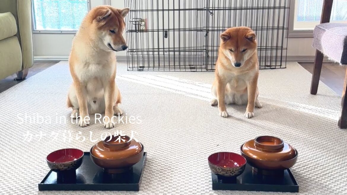 手作りのお正月料理により和食の魅力を知ったカナダ暮らしの柴犬。 手作りのお正月料理により和食の魅力を知ったカナダ暮らしの柴犬。