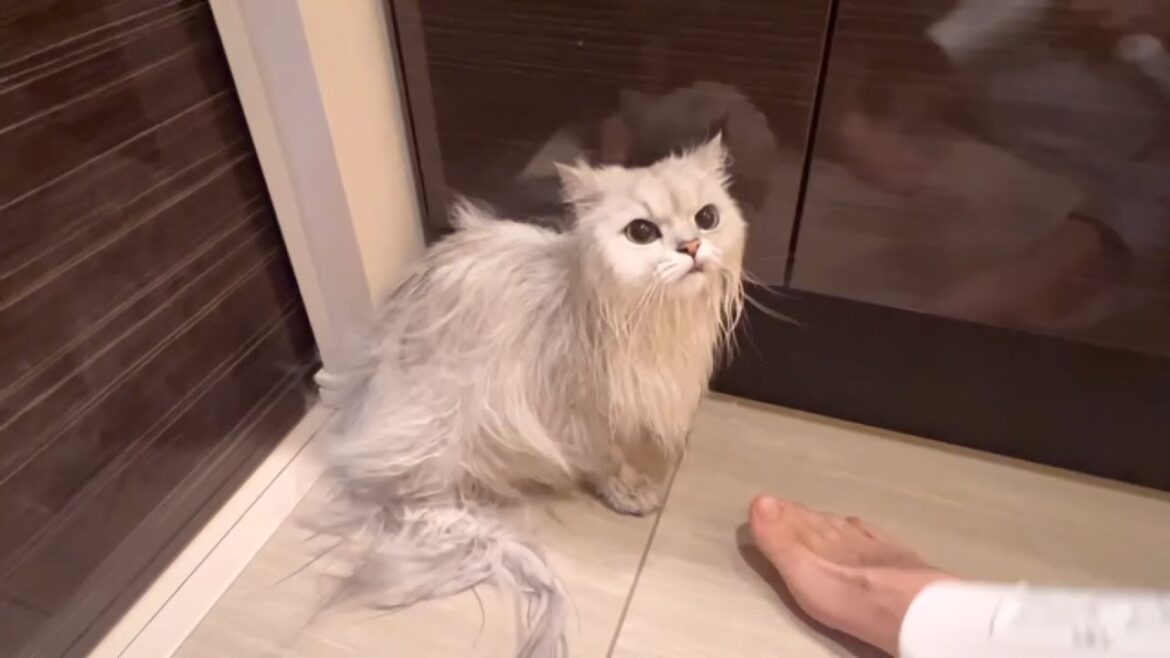 お風呂上がりの猫をドライヤーで乾かします