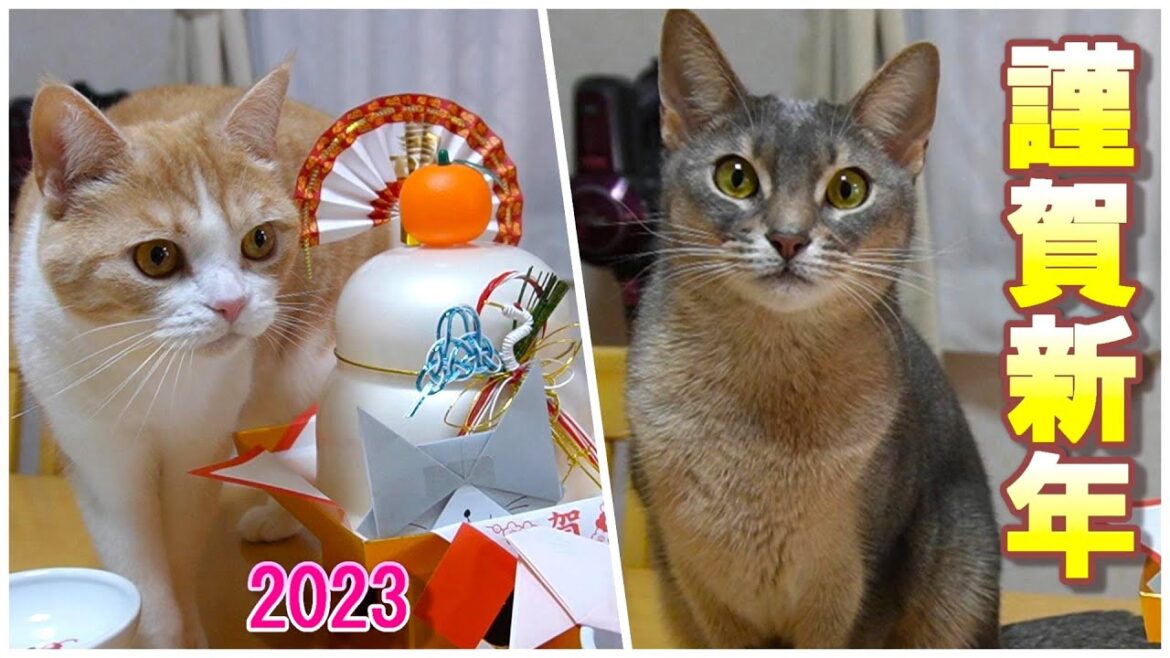 鯛が好きすぎて盗み食いする猫【スコティッシュフォールド】【アビシニアン】