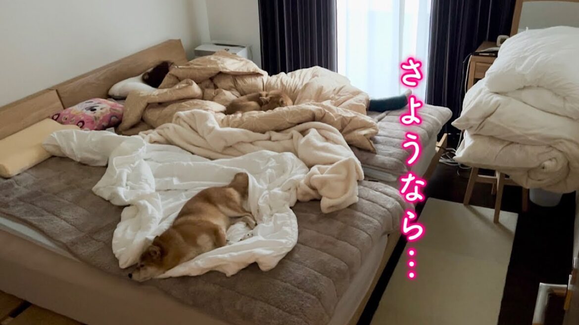 妻と柴犬を置いて家を出ます