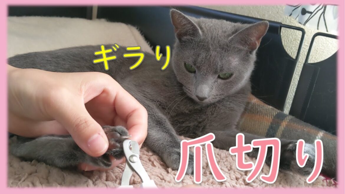 #34 爪切りを嫌がる猫【ロシアンブルー】