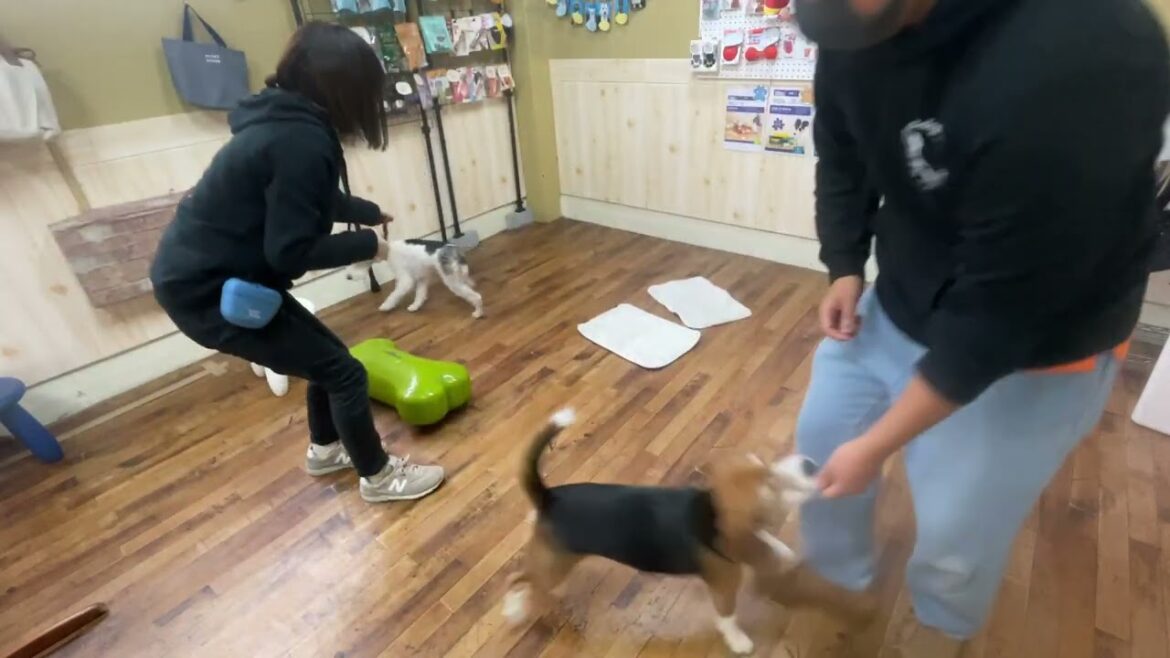 ワイヤーフォックステリアの”ジルくん”と”犬慣れ”の練習！
