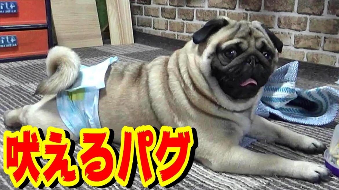 無駄吠えしないと言われているパグが吠えたら、こうなります。うちのパグ『おまめ日記』《ブサかわパグ動画》 無言のパパ篇