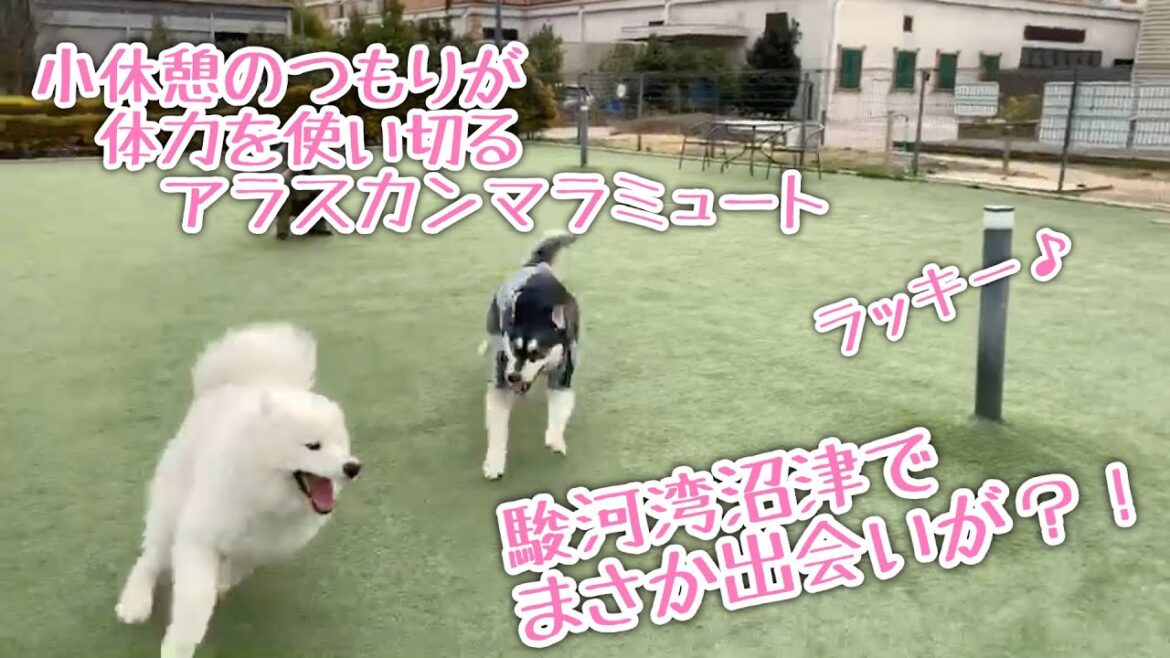 ちょっと休憩のつもりが……体力を使い切るアラスカンマラミュート【桜空】