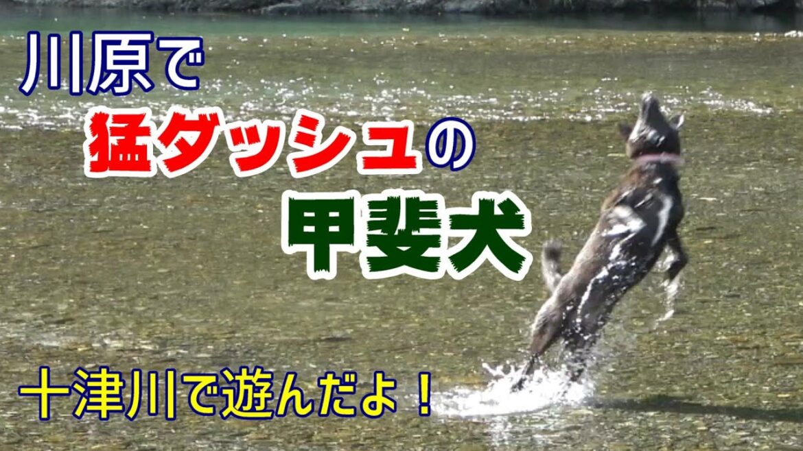 川原で猛ダッシュの甲斐犬 - 甲斐犬いち
