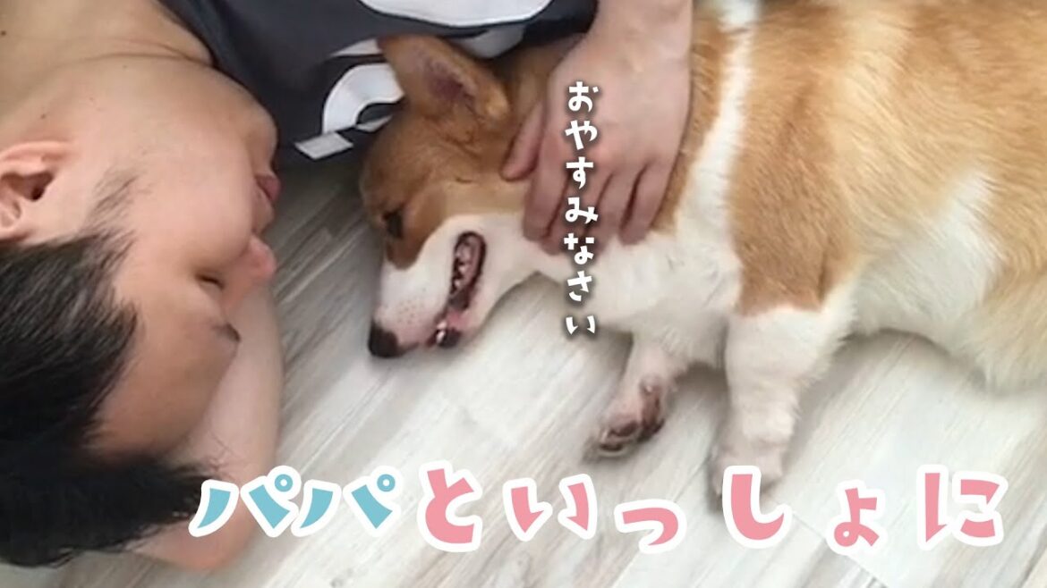 大好きなパパと一緒に遊んで一緒に寝るコーギー♡｜PECO