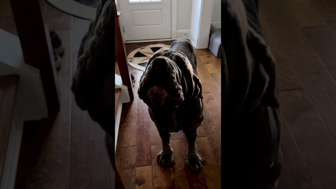 Neapolitan Mastiff: The Cutest Dog in the World #neapolitanmastiff