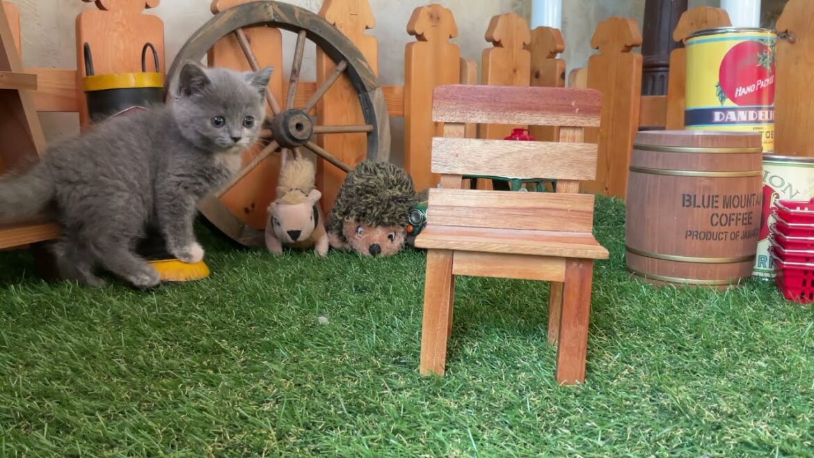 【ブリティッシュショートヘア　子猫】ブリティッシュショートヘアの子猫ちゃん part２❤️