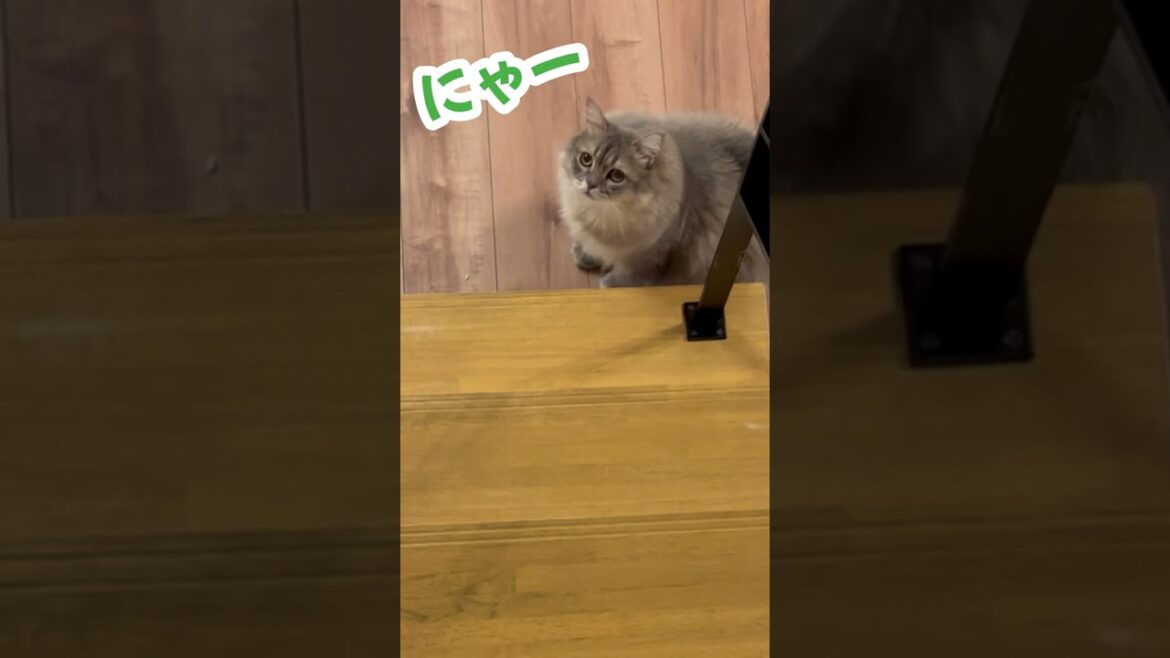 大きくなりすぎた猫の鳴き声がこちら！ #shorts #サイベリアン #ねこ