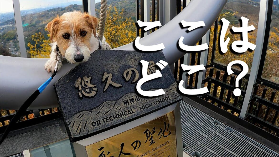 【ジャックラッセルテリア】普通の散歩と思ったら登山だった