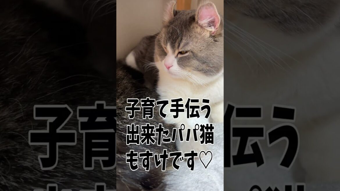 イクメンパパを目指している猫がこちらです…Daddy cat helping with childcare#Shorts