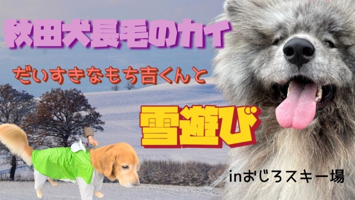 秋田犬長毛のカイだいすきなもち吉くんと雪遊びinおじろスキー場