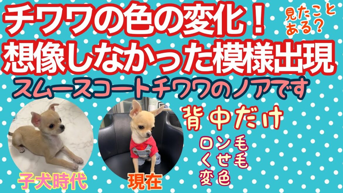 チワワの体毛が成犬になったら変化そして背中には○○模様が現れた『チワワのノア』