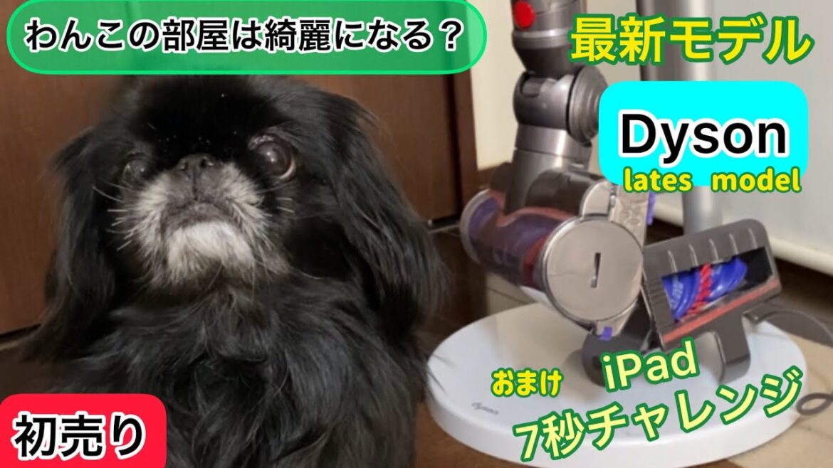 【Dyson最新モデル】機能が良すぎた！初売り＆新春セール|ペキニーズのお部屋は綺麗になる？iPad7秒チャレンジ【peki】【犬】