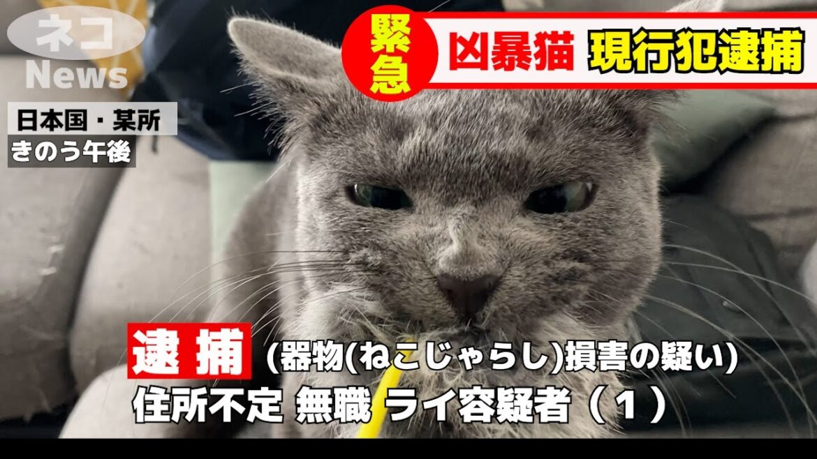 凶暴化したロシアンブルーは、凄まじい鳴き声をあげながら粘りに粘った末、最終的にとんでもないことになってしまいました・・・【凶暴化ロシアンブルー】 凶暴化したロシアンブルーは、凄まじい鳴き声をあげながら粘りに粘った末、最終的にとんでもないことになってしまいました・・・【凶暴化ロシアンブルー】