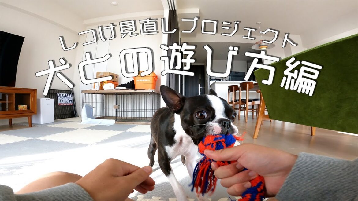 【ボストンテリア】しつけ見直しプロジェクト 犬との遊び方編