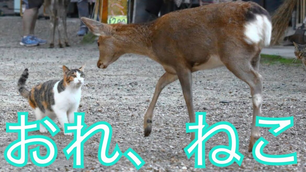 関西の猫　✕【おれ、ねこ】