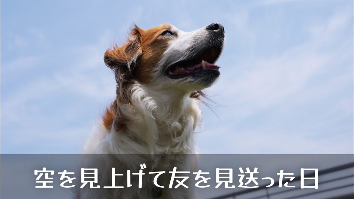 またね…友を見送った日。コーイケルホンディエのテラとノバスコシアダックトーリングレトリバーのピコとの暮らし またね…友を見送った日。コーイケルホンディエのテラとノバスコシアダックトーリングレトリバーのピコとの暮らし