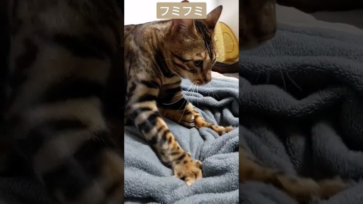 ベンガルのフミフミ #shorts ベンガルのフミフミ #shorts