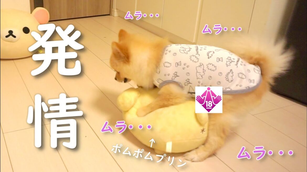 発情したポメラニアンのとる行動が衝撃的…【発情期】【マウンティング】
