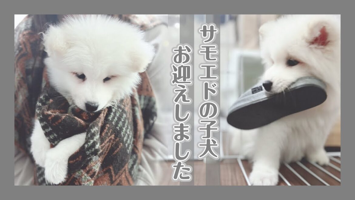 〔🌞サモエド/アマテラス🤍〕お迎えしたのはテディベアかホッキョクギツネか Adoptaversary Samoyed Puppy