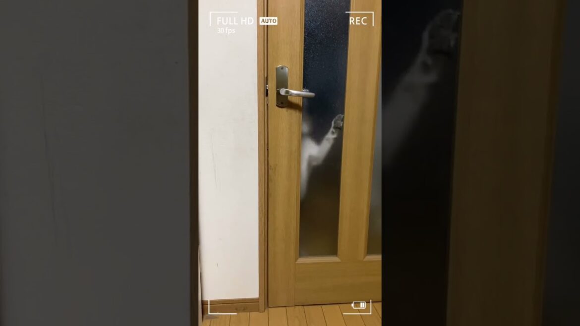 ドアを開けるビーグル犬🐶😊✨