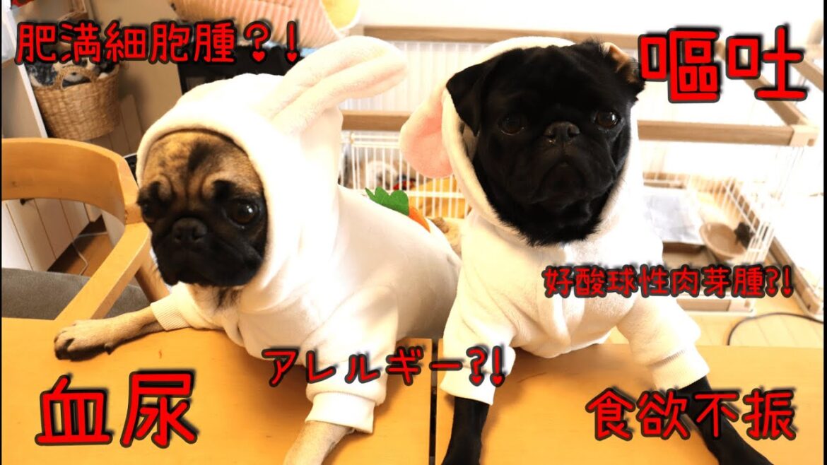 元日の夜に救急動物病院に行きました。その後はかかりつけへ。重病でない事を願うばかりです。