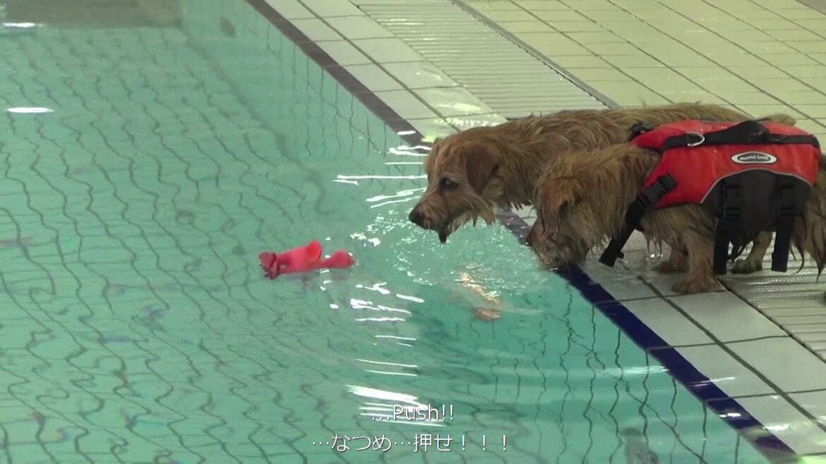 【ノーフォークテリア】温水プールで遊ぶよ！