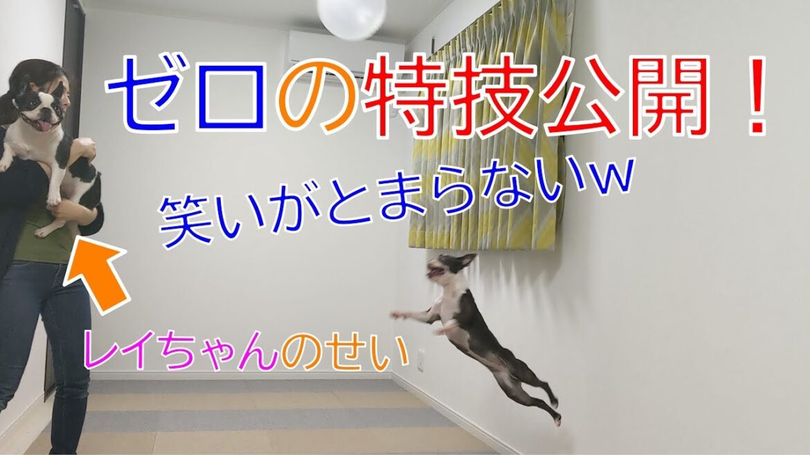 ボストンテリア ゼロの特技!風船ヘディング(フレブル レイちゃんも参戦) ボストンテリア ゼロの特技!風船ヘディング(フレブル レイちゃんも参戦)