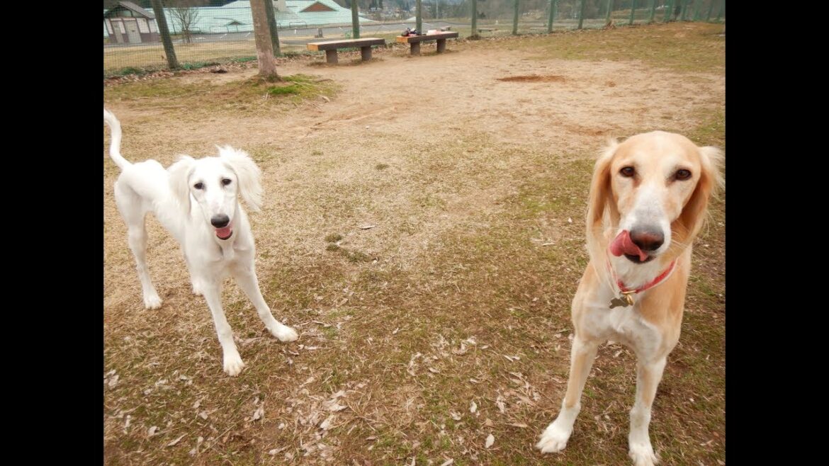 サルーキ　れぴ☆ぽぽ！親子で爆走～♪（Saluki）